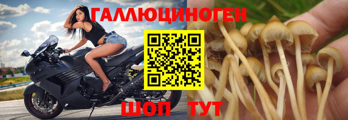 Вятские Поляны  Псилоцибиновые грибы мицелий  Вход с VPN 